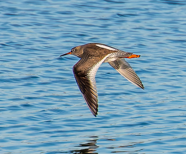 Tureluur (Zeeland). Foto van Frank Verheij.
Vliegend